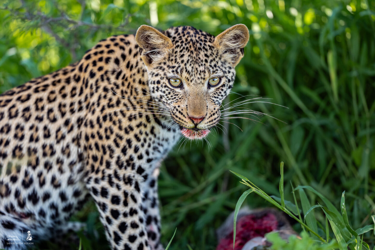 The same leopard cub feasting in a warthog his mother brought