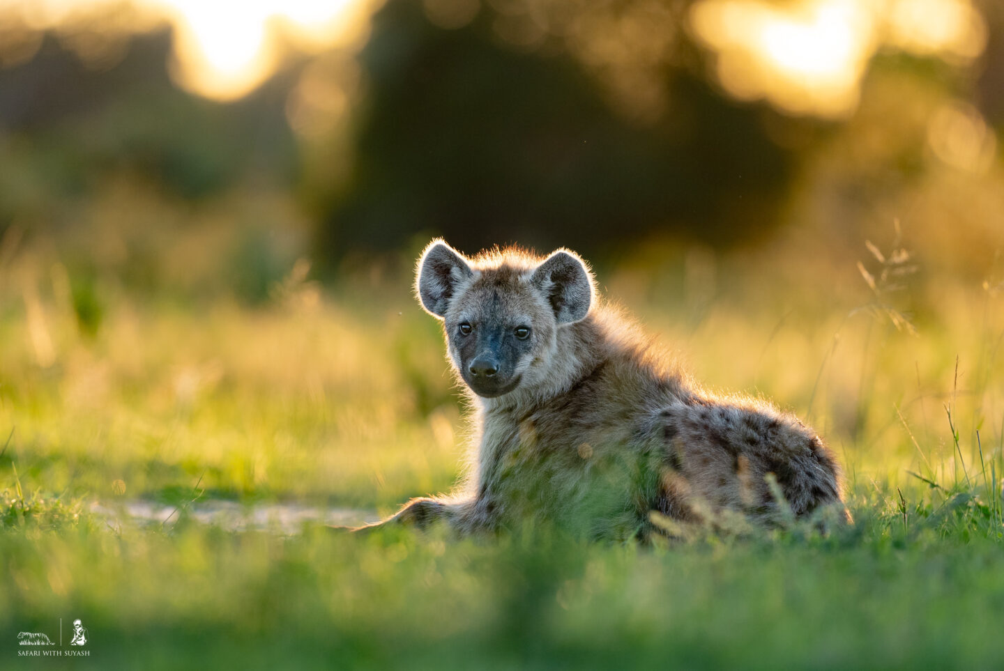 A spotted hyena caught in just the right light