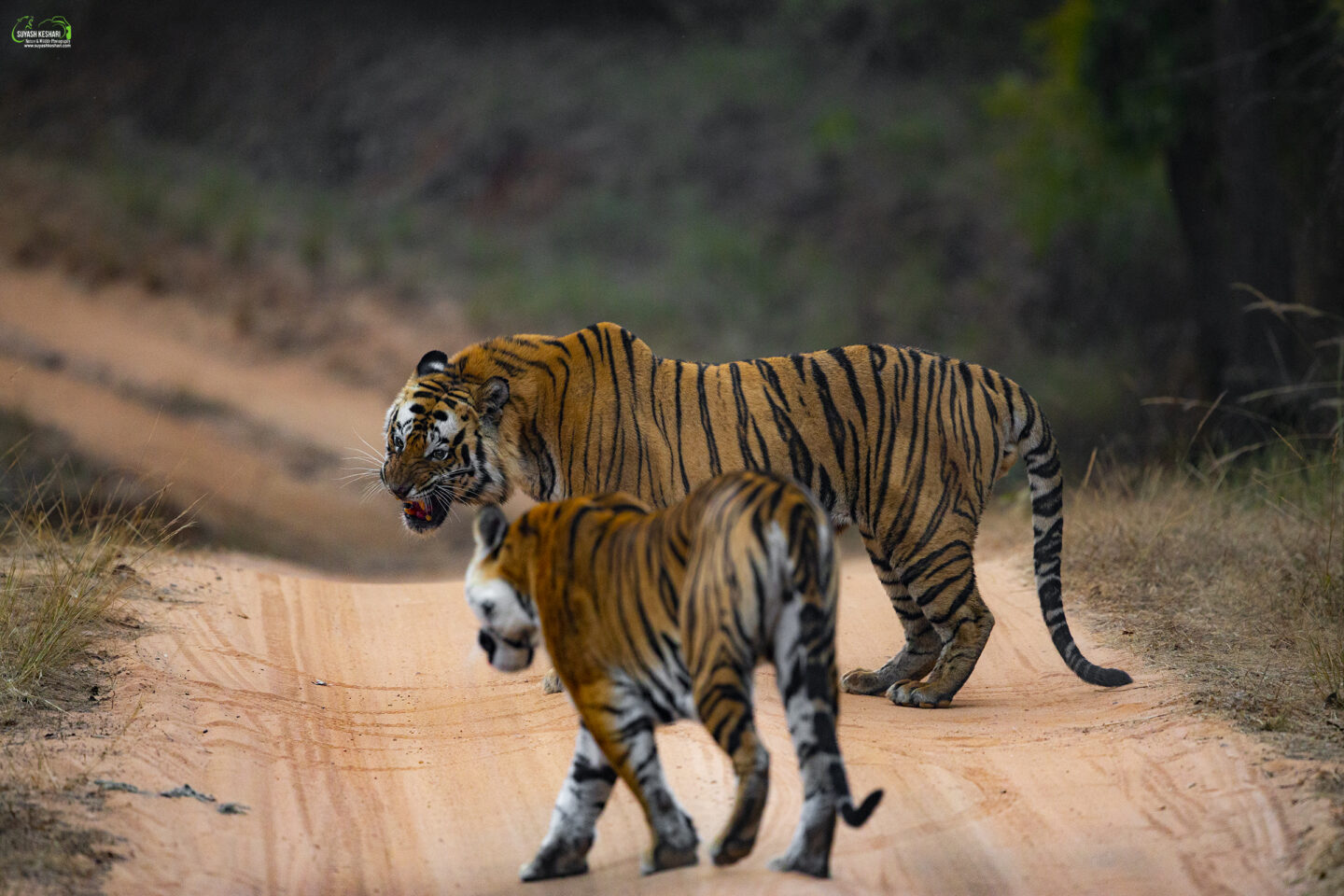 The fight between tigress SOLO and a  huge male tiger, A pivotal moment that shaped Suyash's life and career