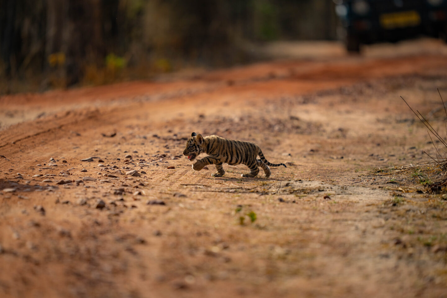 A 6-week old tiger cub, clicked on a group safari experience