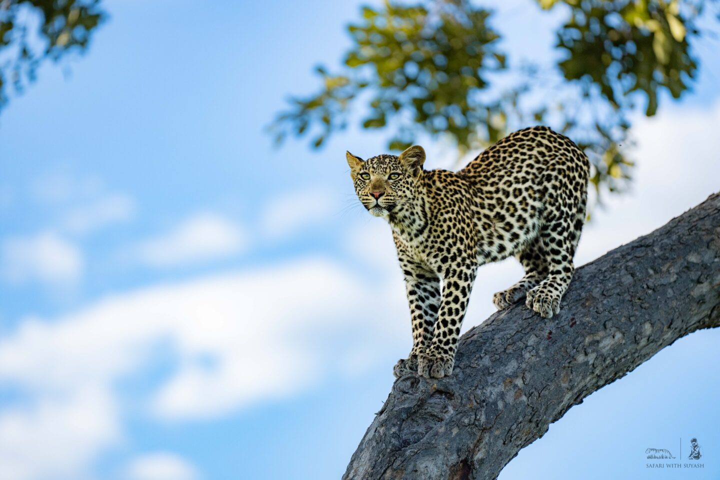 A leopard cub in Botswana, waiting for his mother bring lunch