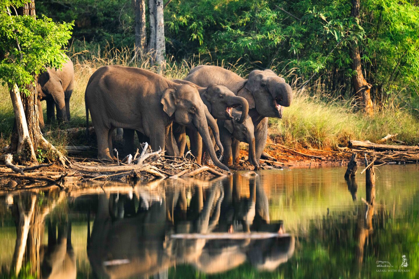 Elephants in Bandhavgarh