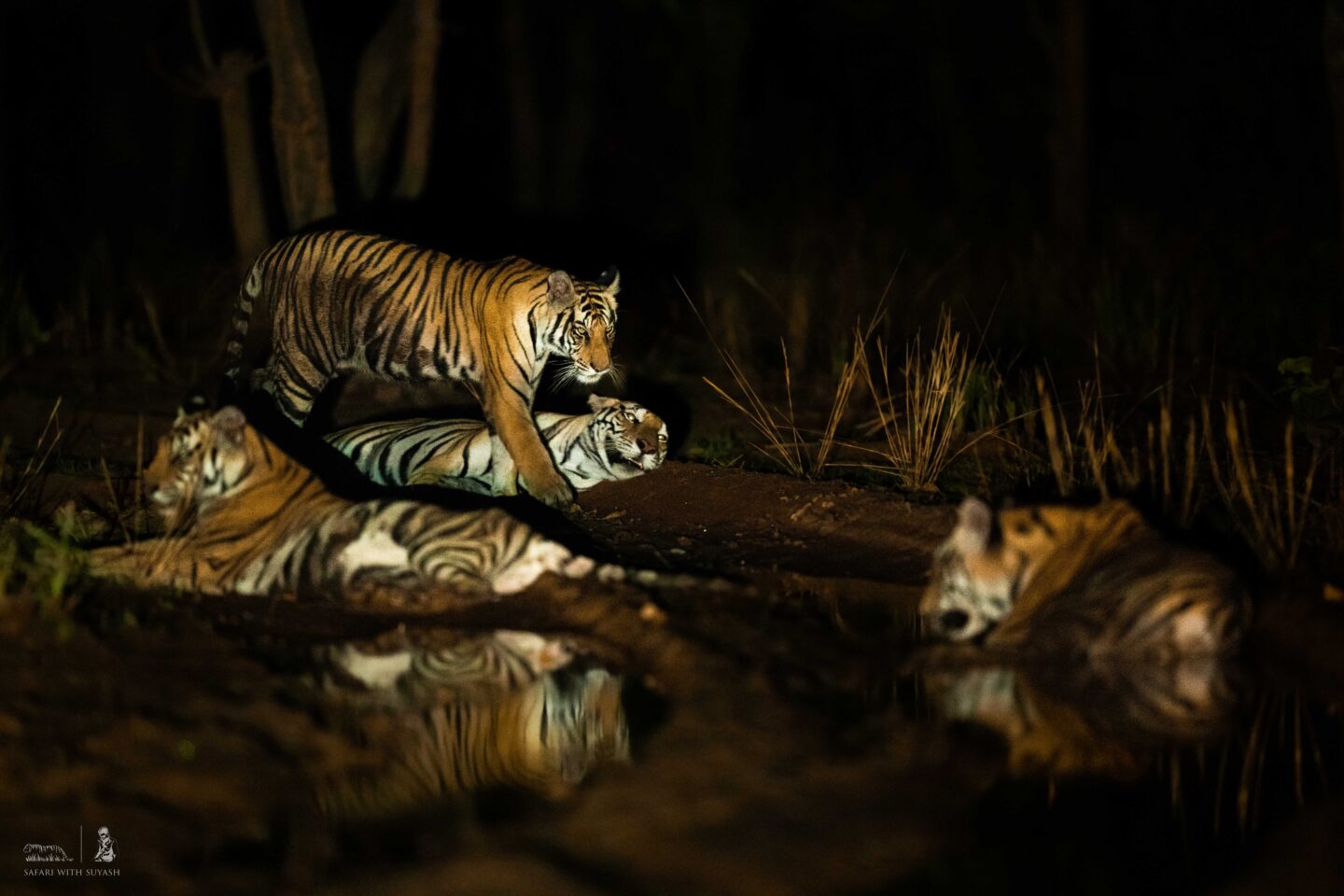 A tiger family near the waterhole built by Suyash, captured on a night safari